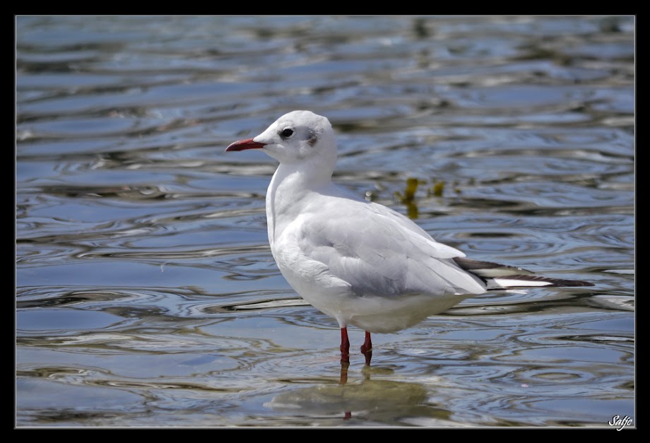 Sortie Oleron ,les photos _1020871