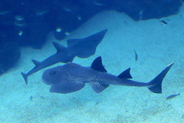 桃園 青埔 親子景點  Xpark 水族館 企鵝 水母 水豚君