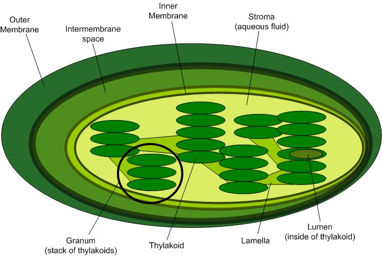 파일:external/image.tutorvista.com/Chloroplast.jpg