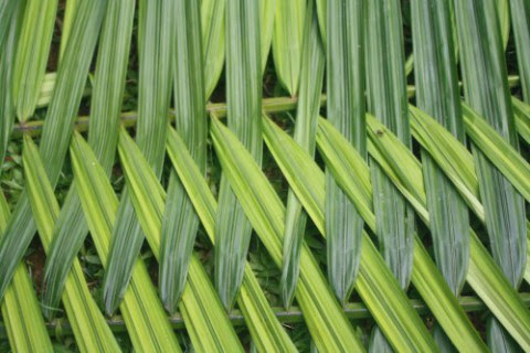 The pattern of a roof junction after weaving. Ancient but Strong: The Yagua Indians’ Traditional Ways