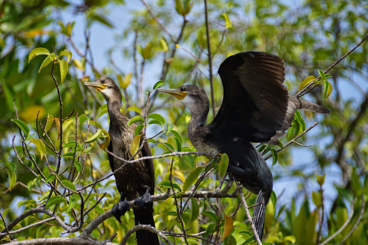 Шри-Ланка: на машине 1 100 км,  фото без комментариев, март-апрель 2013г.