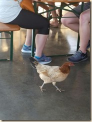 rooster at Maui Brewing