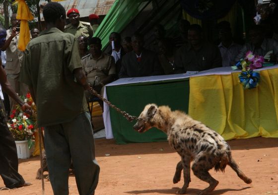 Msanii wa Nyimbo za Asili Mkoani Mwanza Ahukumiwa miaka 10 Jela kwA Kumiliki FISI Wawili Bila Kibali