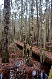 Boardwalk over the water