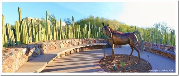 131202_TohonoChulTucson_horse_pano