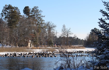 Ducks Geese and Swans