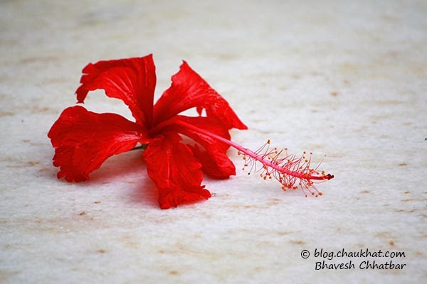 Red Hibiscus Flower