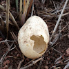 Snake Eggs