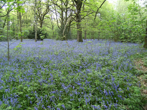 DSCF0793 Kings Wood