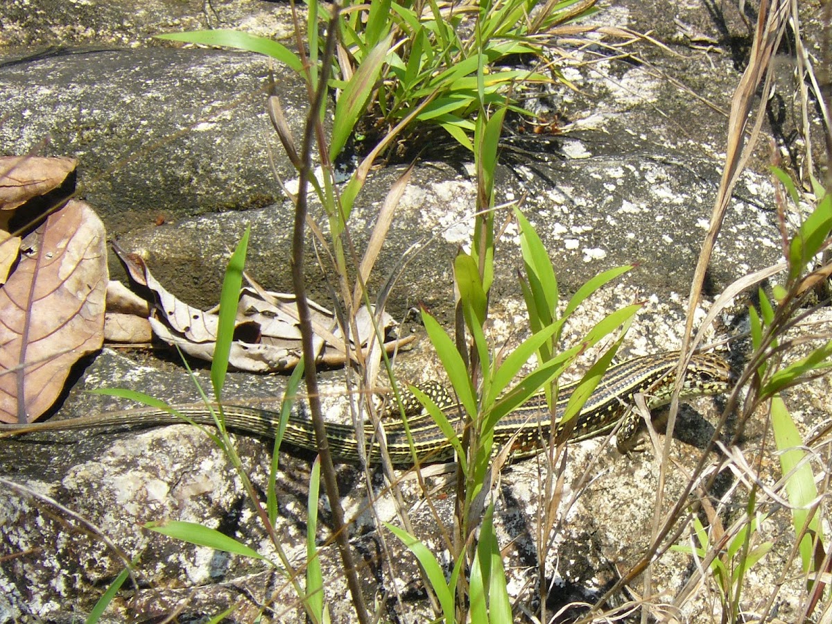 Ornate plated lizard