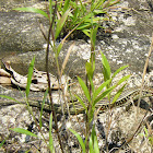 Ornate plated lizard