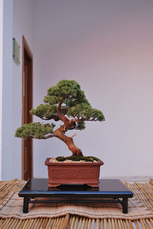 XI Exposición Invernal de bonsai de la A.S.B. Chokkan 068%25252034%252520Juniperus%252520chinensis%252520de%252520Fernando%252520Chaves%252520Pascual%252520-%25252034