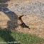 Hoopoe; Abubilla