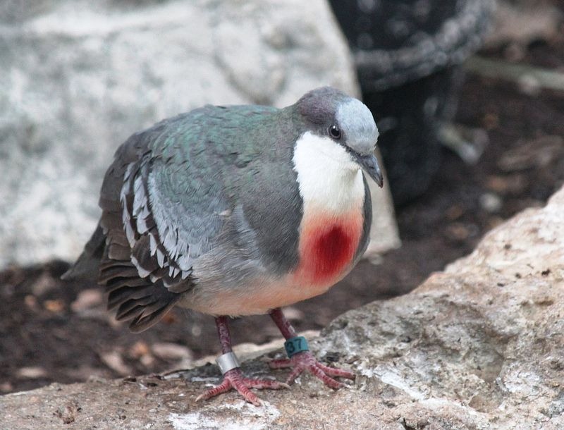 luzon-bleeding-heart-3