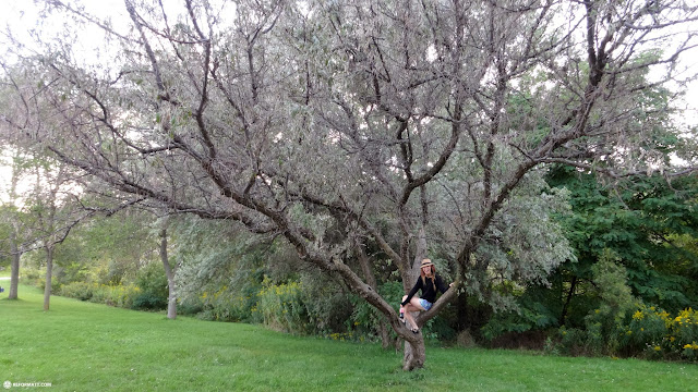 Kanako likes to climb trees at the Scarborough Bluffs in Scarborough, Canada 