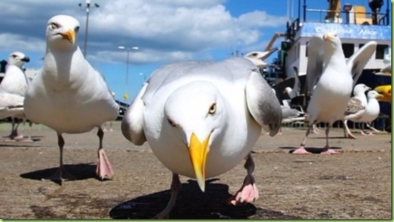 seagull attack