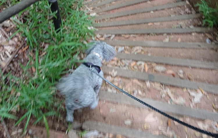 ステラの公園・犬に関するカスタム事例の投稿画像7枚目