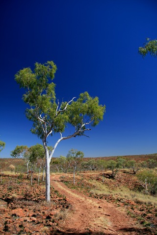 [Tree-in-the-outback---Northern-Terri%5B2%5D]