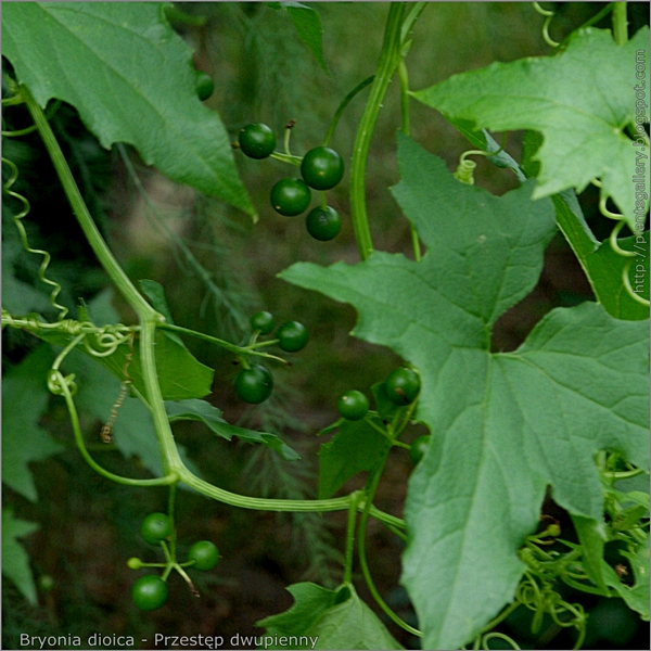 Bryonia dioica young fruits - Przestęp dwupienny niedojrzałe owoce