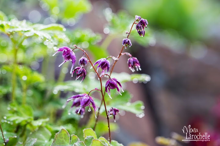 Epimedium grandiflorum 'Lilafee' Epimedium-lilafee-140525-61rm