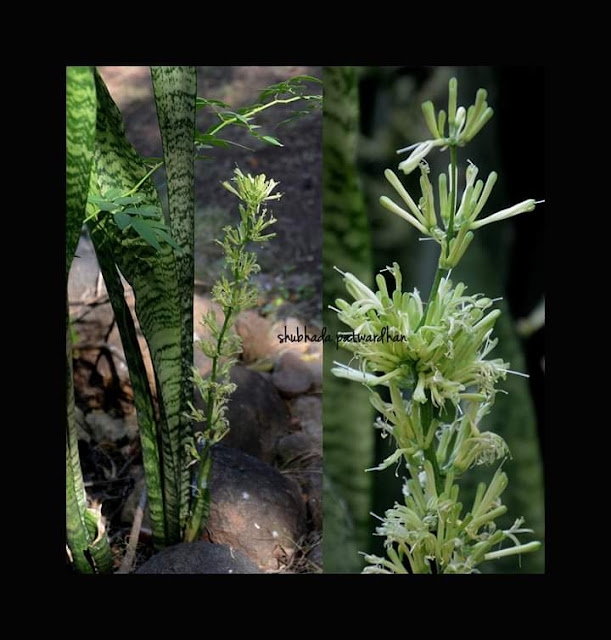 Dracaena trifasciata, Snake Plant, Mother in Law's Tongue, Gir Gujarat India