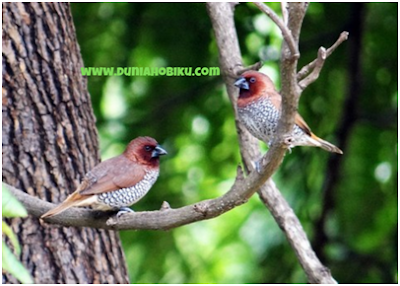 Bondol Peking  ( Lonchura punctulata )