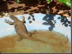 Langkawi Wildlife Park