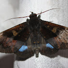 Owlet Moth