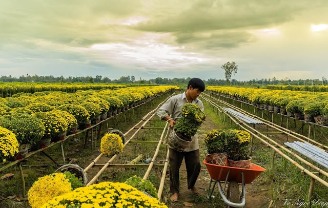 Làng hoa sa đéc hôm nay là nơi ươm mầm hơn 2000 loài hoa khác nhau với diện tích khoảng 500 ha