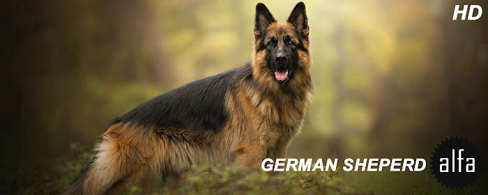 German Shepherd HD Wallpapers Dog Theme marquee promo image