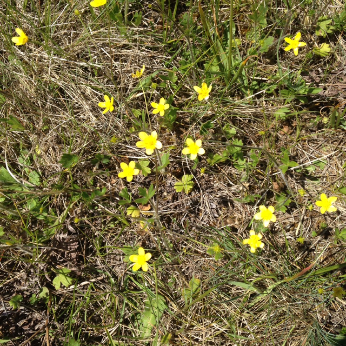 Graceful Cinquefoil