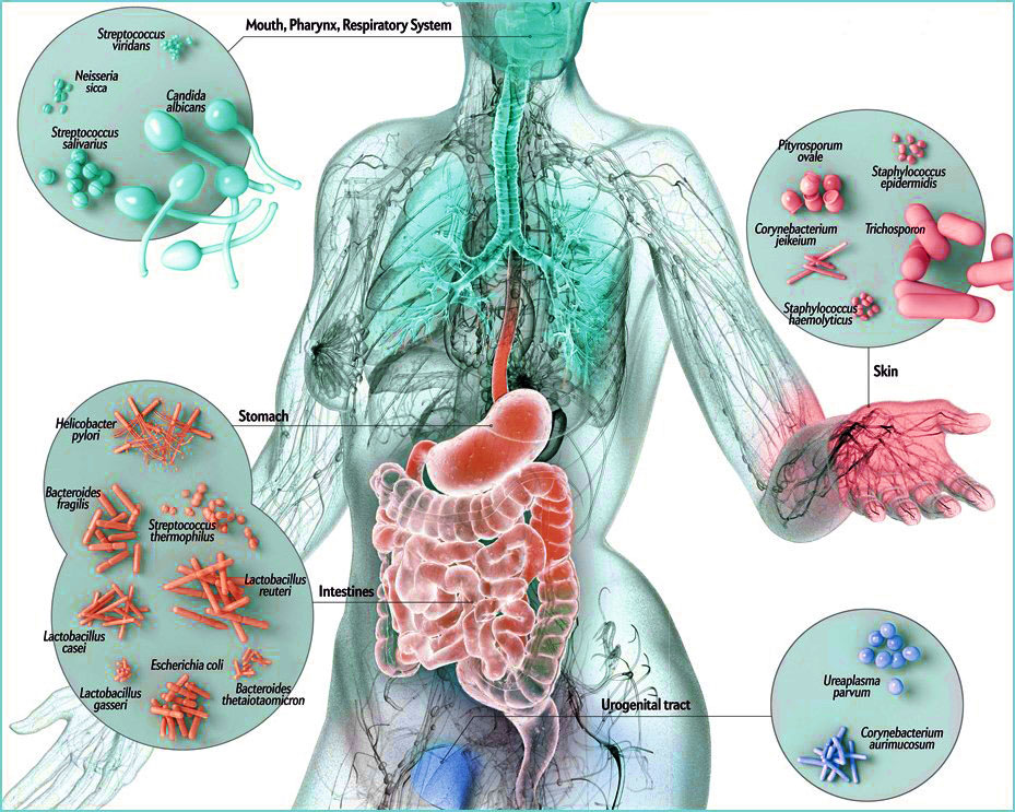 Microbiota Normal Do Corpo Humano - ENSINO