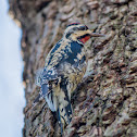 Yellow Bellied Sapsucker