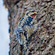 Yellow Bellied Sapsucker