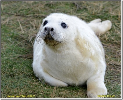 Donna Nook - November