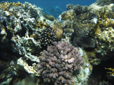 Photos of Diving Club - Divers Village