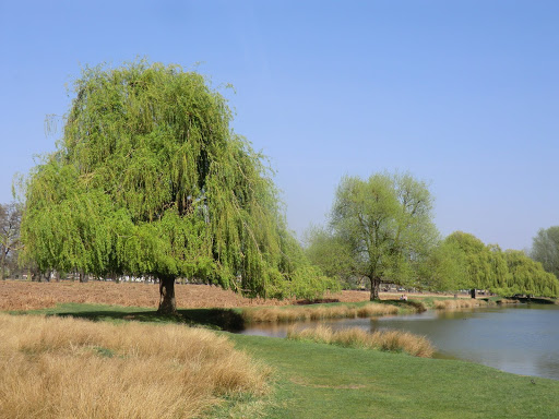 CIMG9624 Leg-of-Mutton Pond, Bushy Park