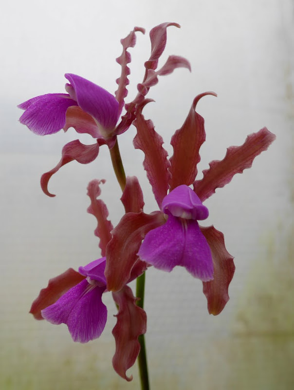 Cattleya elongata P1060753