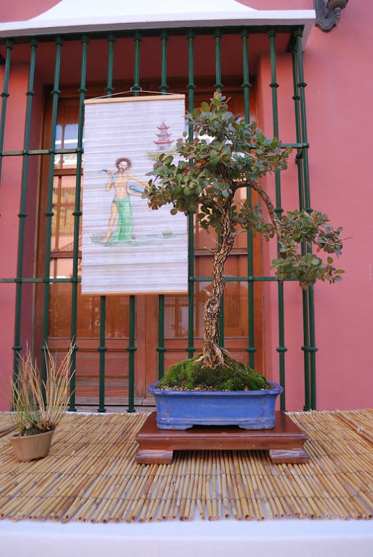 XI Exposición Invernal de bonsai de la A.S.B. Chokkan 066%25252032%252520Buxus%252520sempervirens%252520de%252520Santos%252520Pastor%252520-%25252036