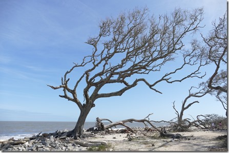 jekyll_driftwood_bch