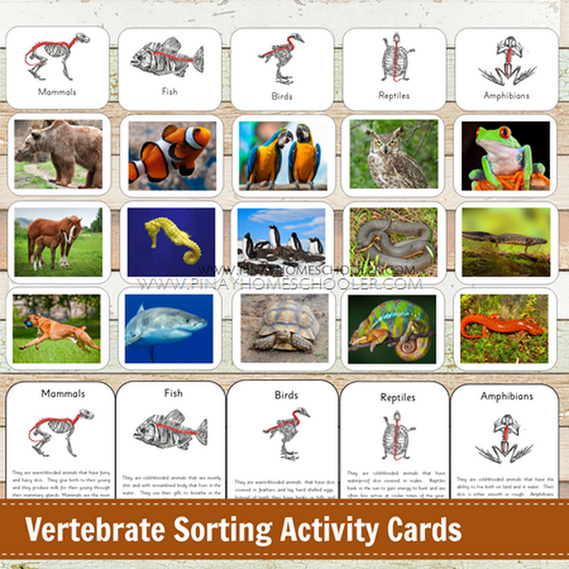 The Animal Kingdom and Vertebrate Sorting Cards | The Pinay Homeschooler