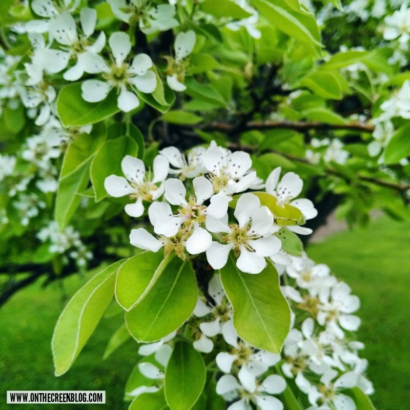 Spring blooms