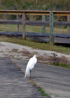 Snowy Egret