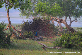 Peacock Mating Dance - 1