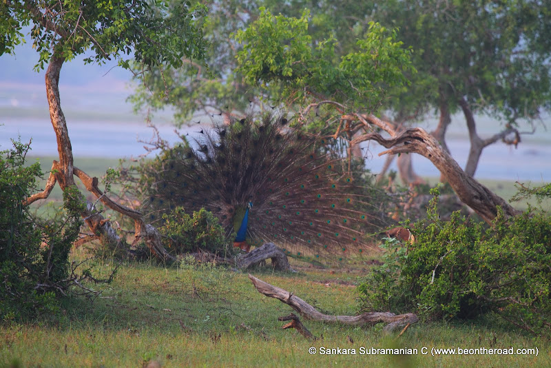 Peacock Mating Dance - 1