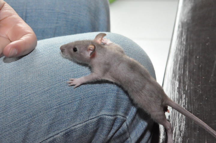 [ADOPTION CLOSE TOUS PARTIS :) ] PORTEE RATS NUS Peach x Kojak  - Page 3 DSC_0370