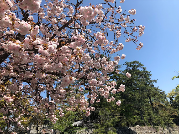 ミニジョンクーパーワークスのMINI・桜・サクラと愛車・ジョンクーパーワークス・桜とコラボ🌸に関するカスタム事例の投稿画像6枚目