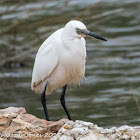 Little Egret