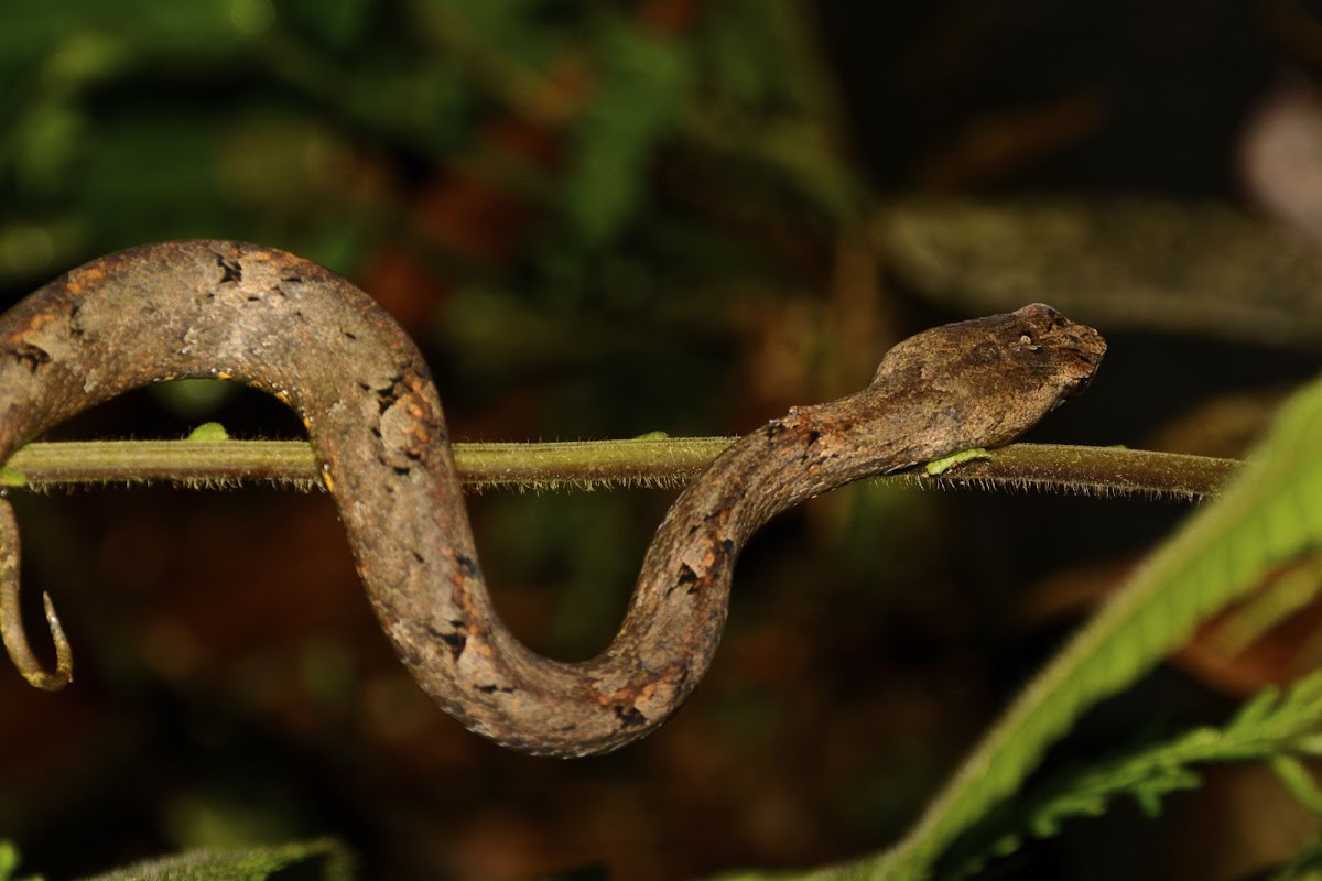 Common Mock Viper