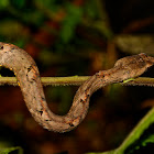 Common Mock Viper